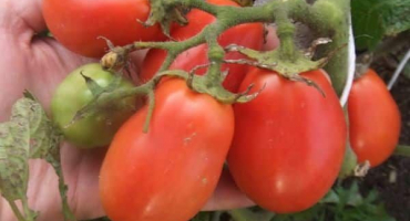 Popis rajčete ural žádné starosti, žádné potíže, důstojnost odrůdy odolné proti chladu